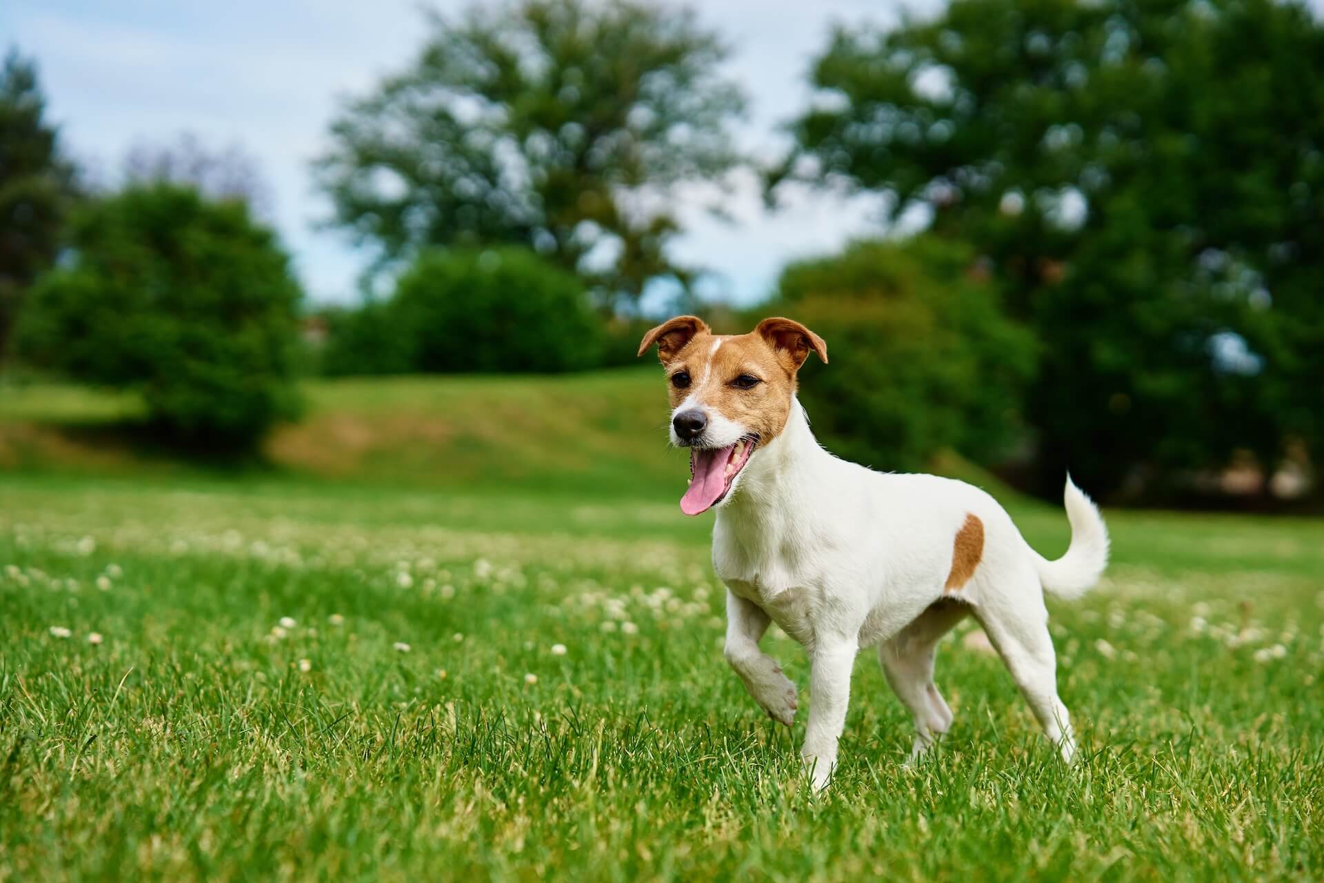 veterinarian in McFarland WI