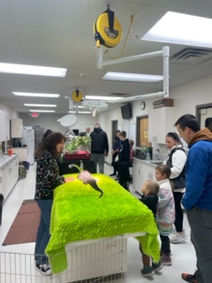 Reptile Show