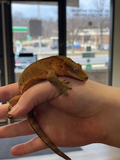 Reptile