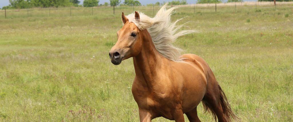 Equine | Spartan Animal Hospital