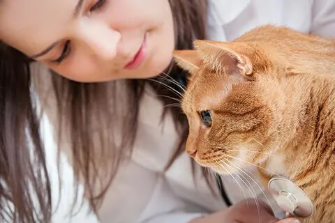 Pet dental care in McFarland WI