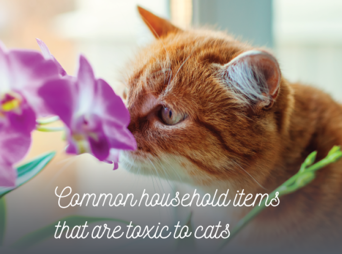 Food, Plants, and Household Items That Can Be Harmful to Cats