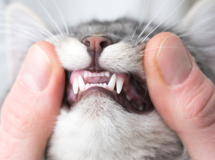 Pet Dental Month