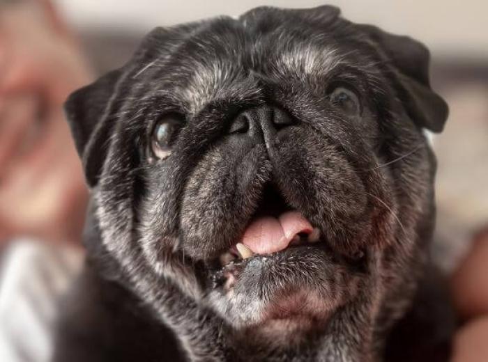 Senior Dog Care: How to Keep Your Aging Dog Healthy and Happy