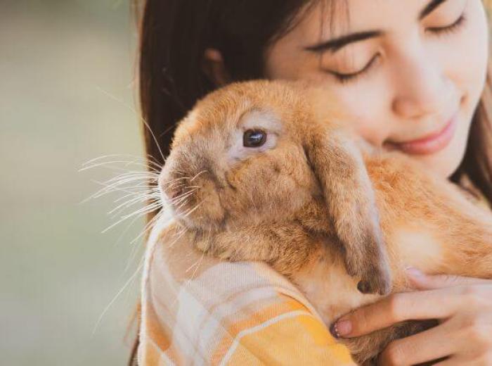 Hop Into Rabbit Care: A Comprehensive Guide for Bunny Owners