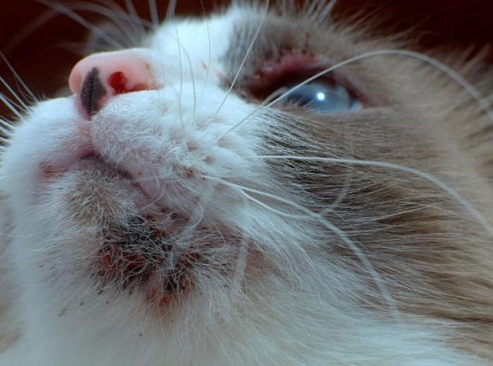 Why Does My Cat Have Chin Acne? Causes and Solutions for Feline Breakouts